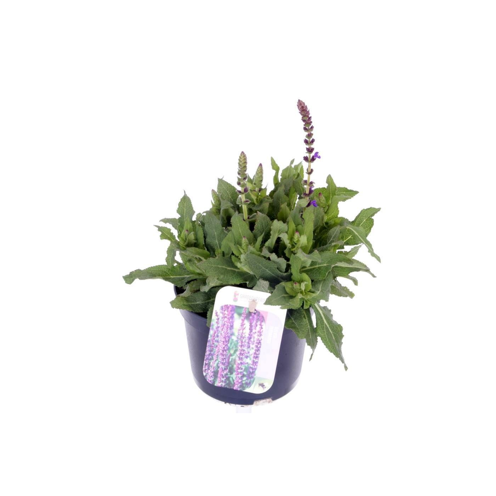 Salvia nemorosa Sensation Blue.