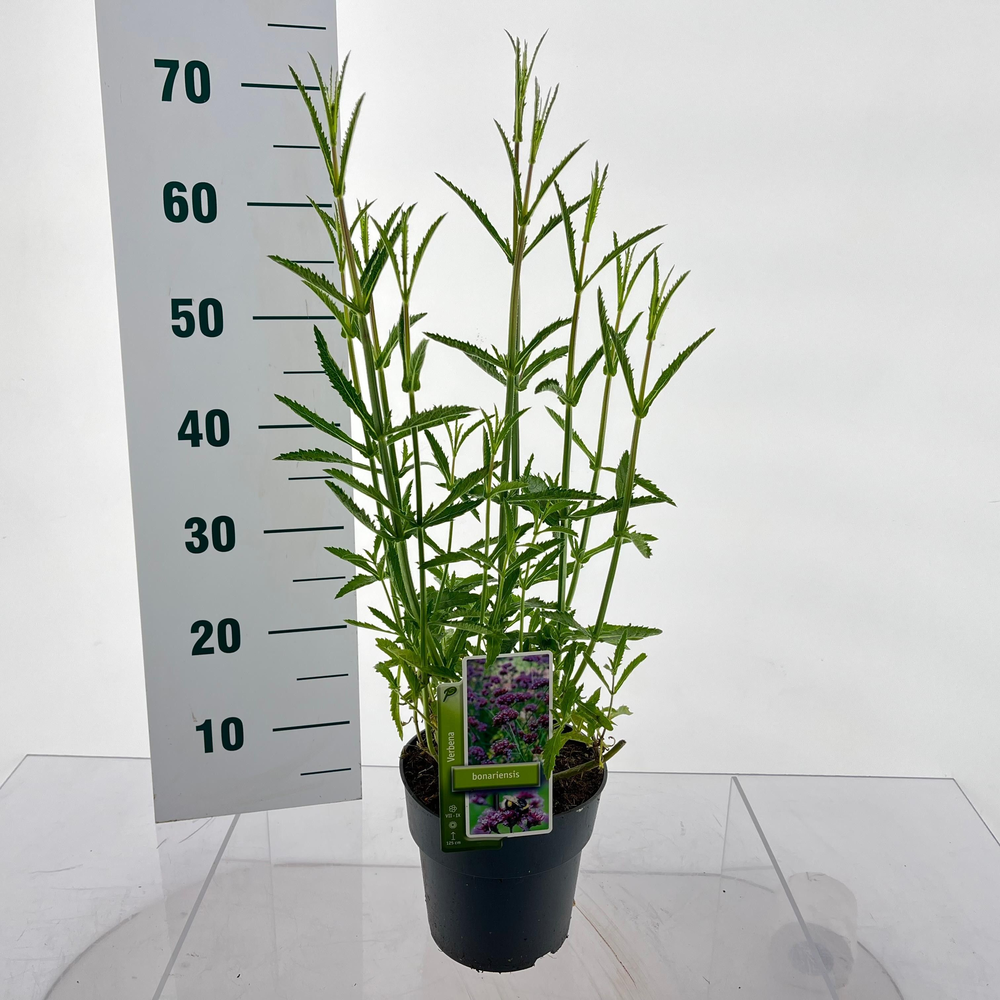 Verbena bonariensis.