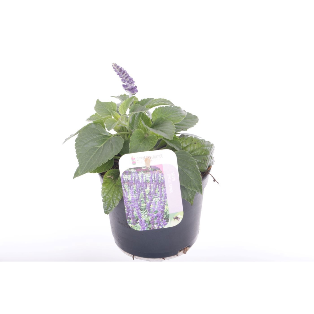 Salvia Mystic Spires Blue.