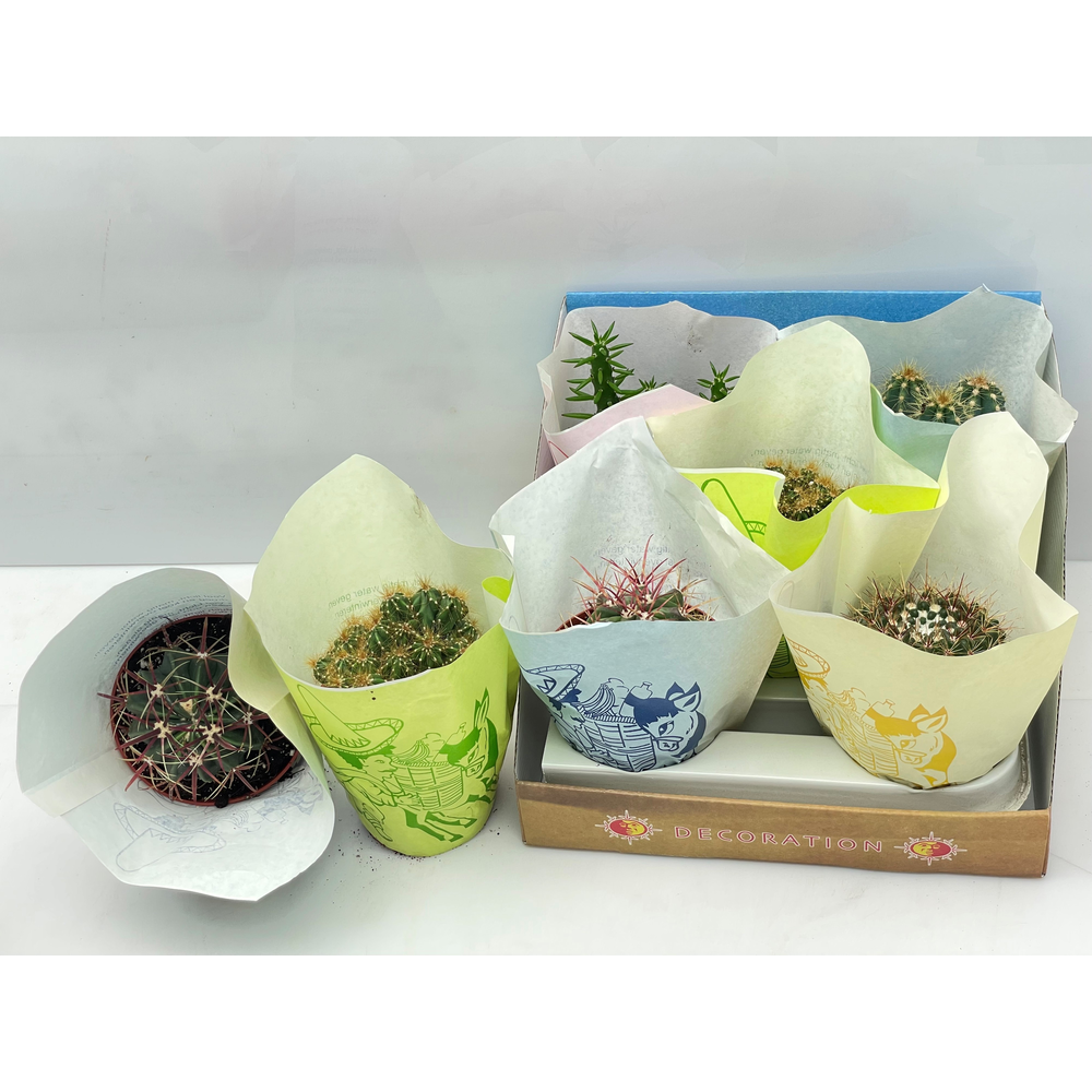 Cactus papierhoes 10,5 cm.