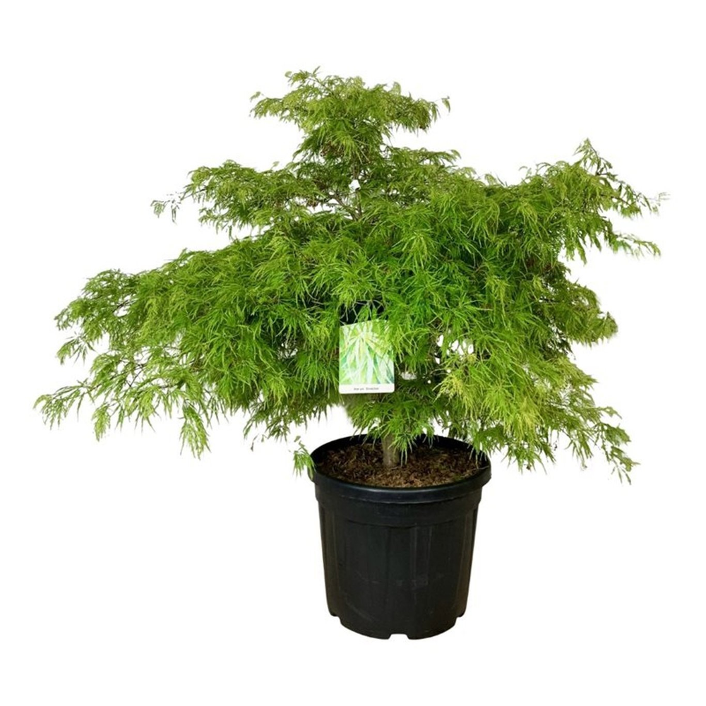 Acer pal. 'Dissectum'.