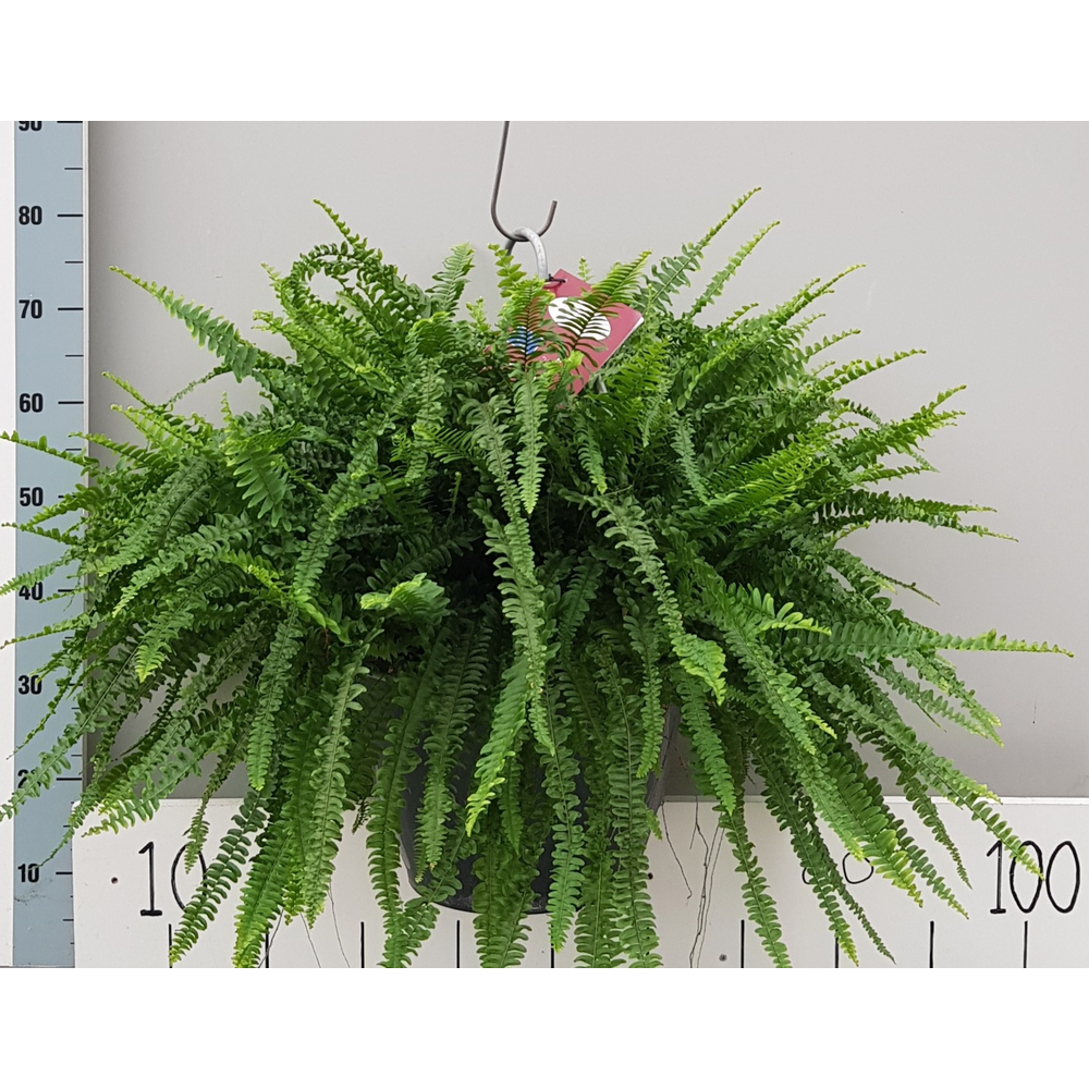 Nephrolepis Green Lady 35cm.