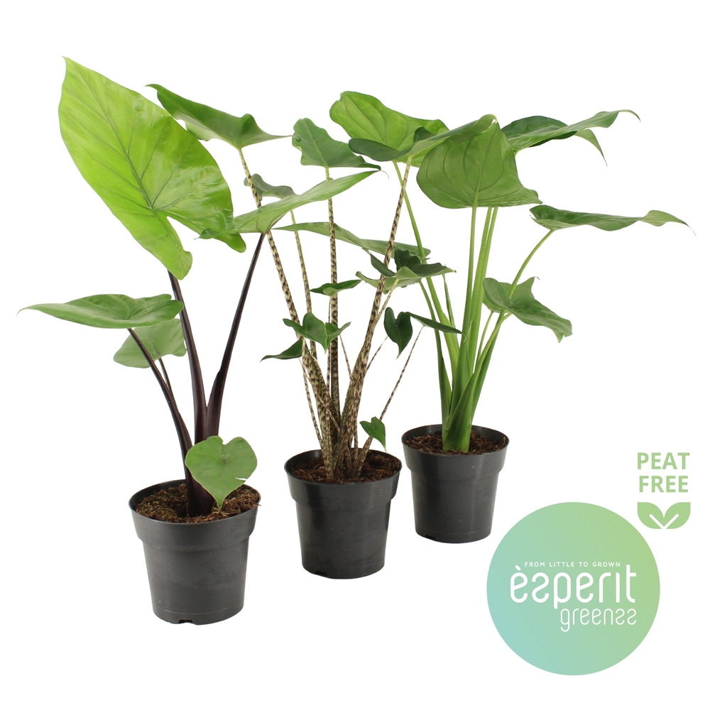 Alocasia Mix 2-3 srt..