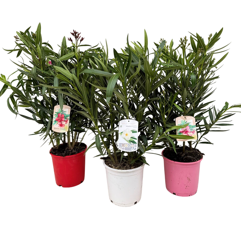 Nerium oleander P21 struik.