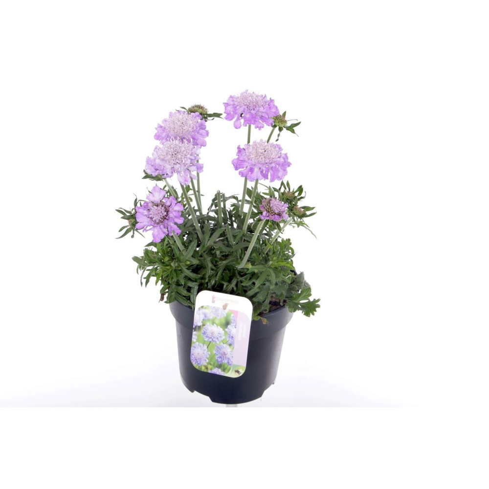 Scabiosa col. Mariposa Blue.
