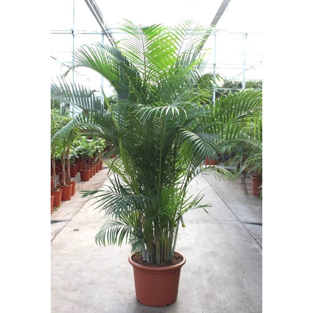 Dypsis lutescens (Areca).