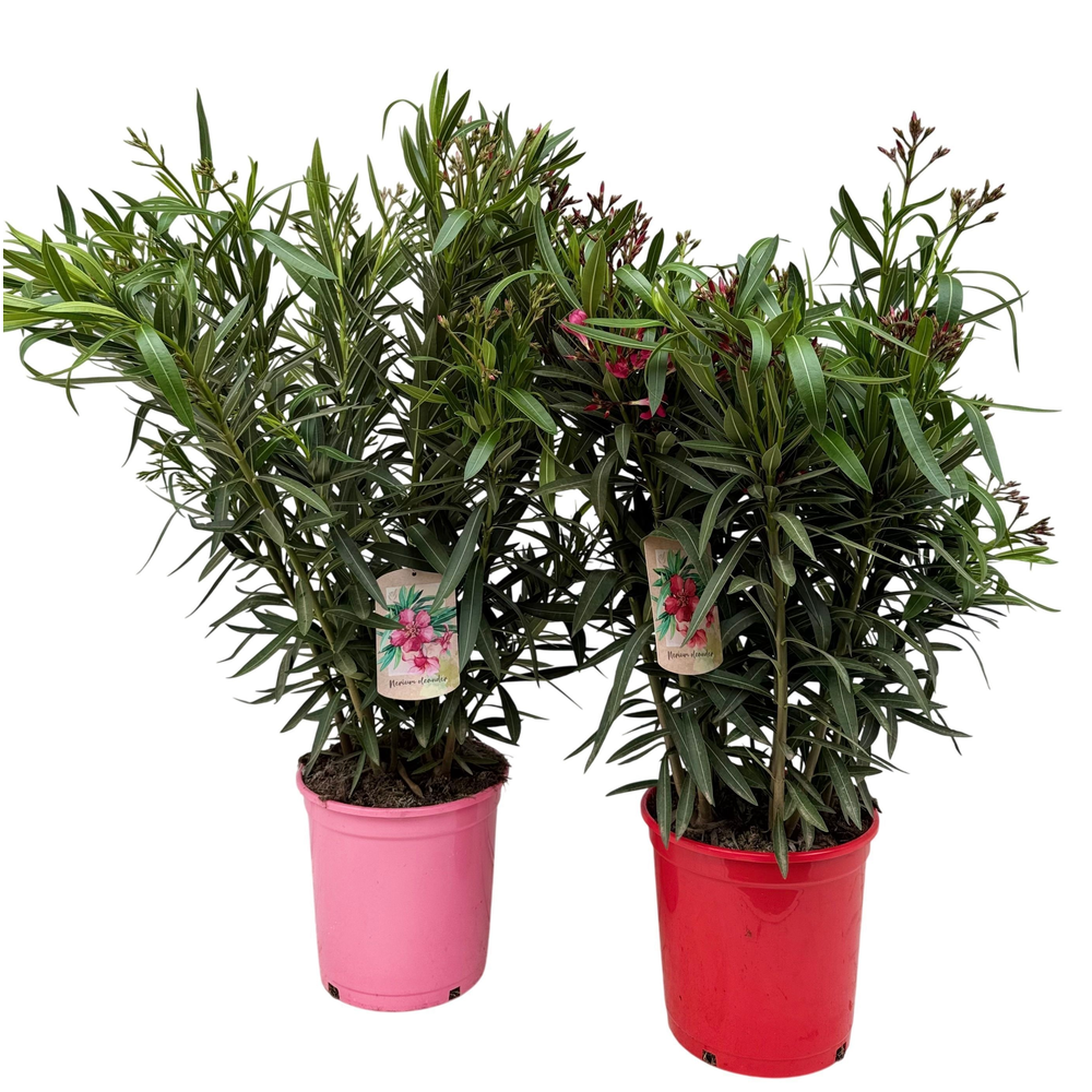 Nerium oleander P26 struik.
