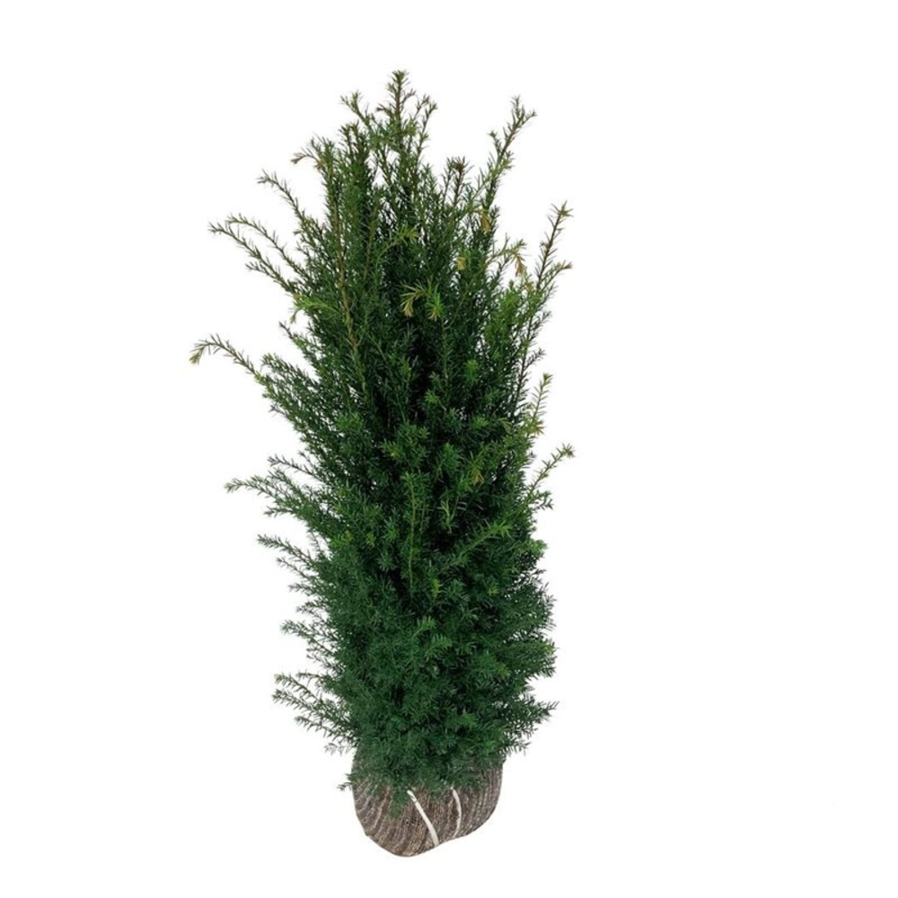 Taxus baccata.