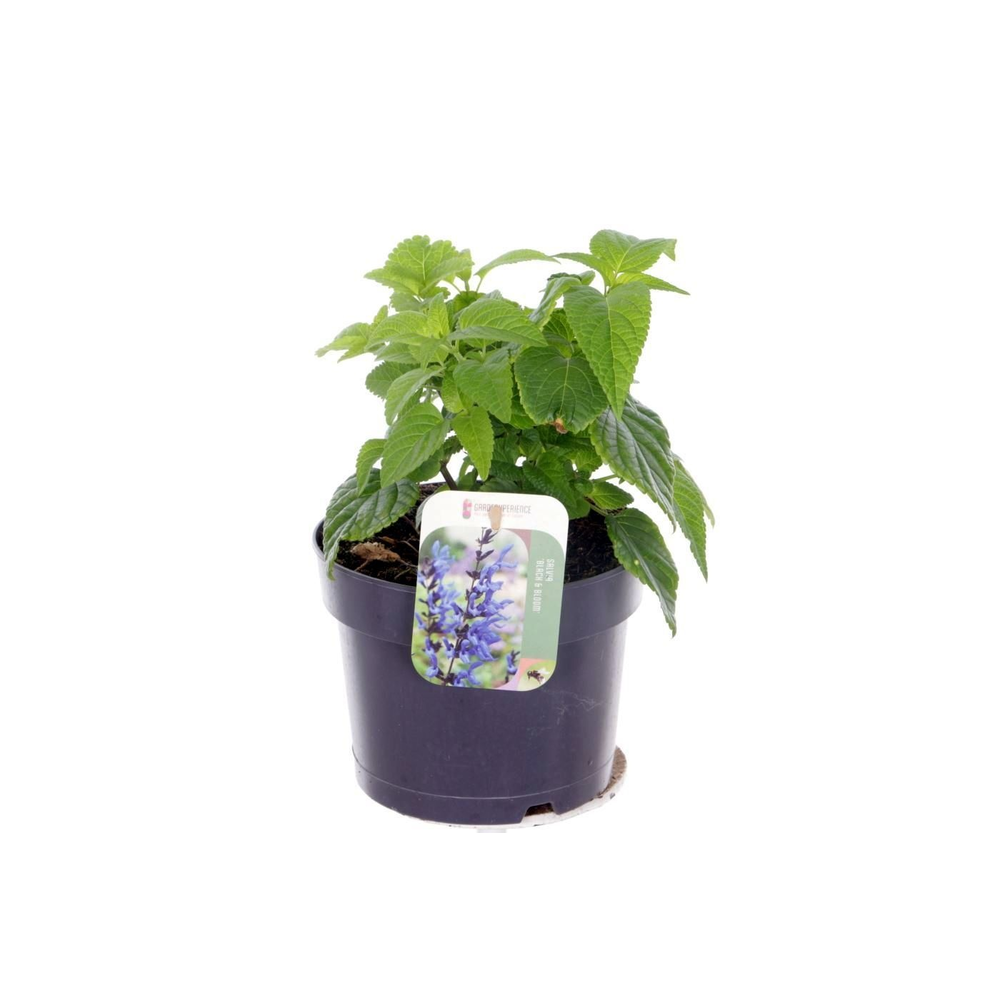 Salvia hybr. Black & Bloom.