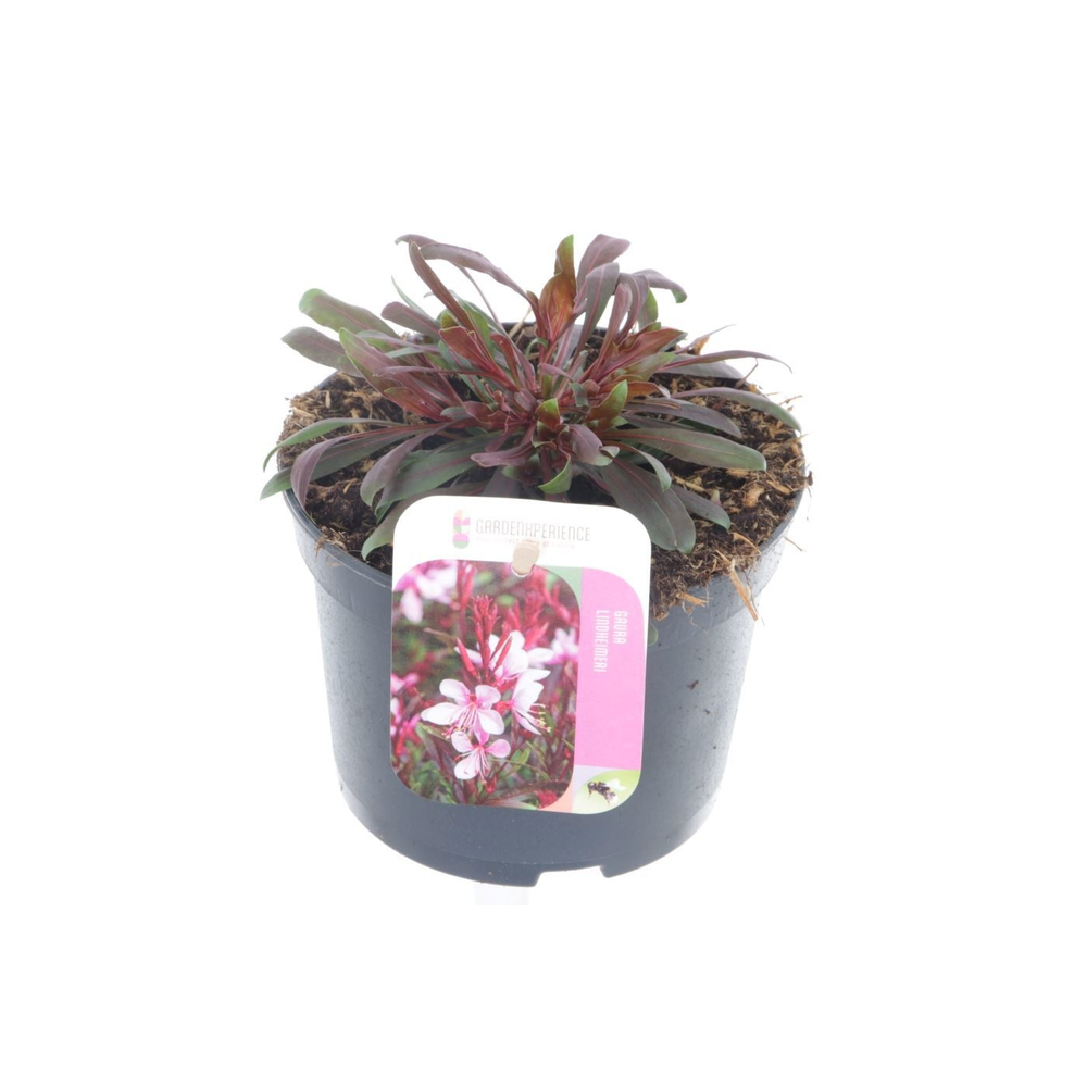 Gaura lind. Gaudi Rose.