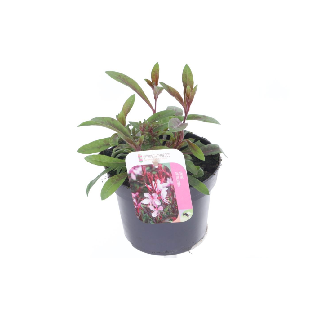 Gaura lind. Gaudi Rose.