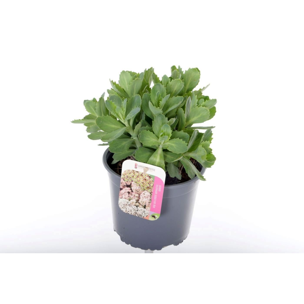 Sedum Herbstfreude.