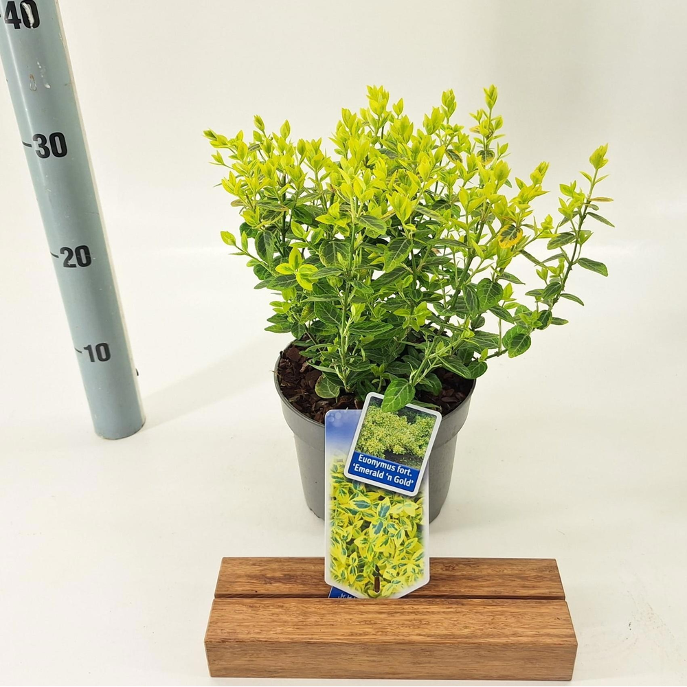 Euonymus fort. 'Emerald 'n Gold'.