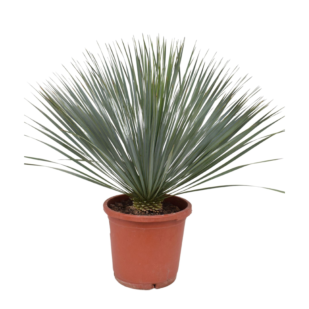 Yucca rostrata P30.