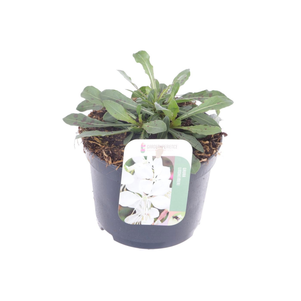 Gaura lind. Gaudi White.