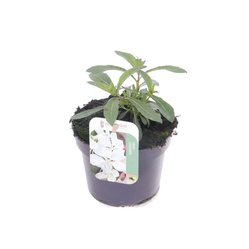 Gaura lind. Gaudi White.