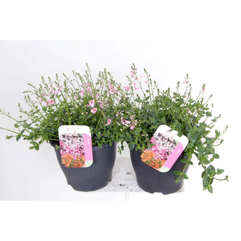 Diascia Flying Colors mix.