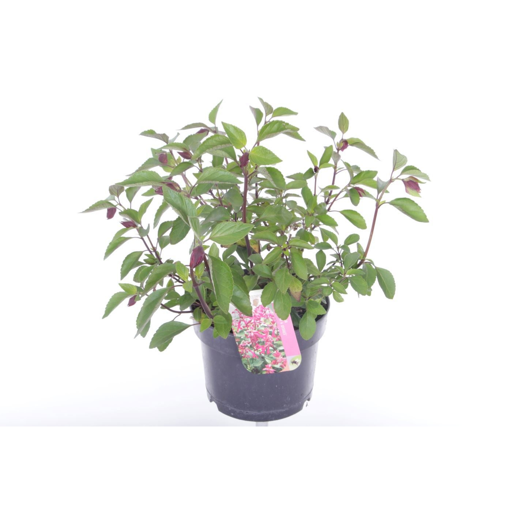 Salvia hybr. Love and Wishes.