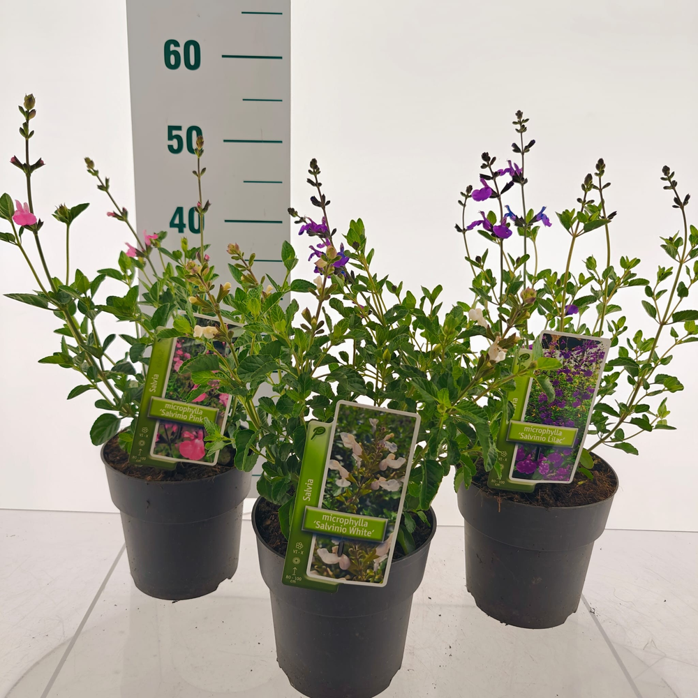 Salvia microphylla mix (minimum order one layer).