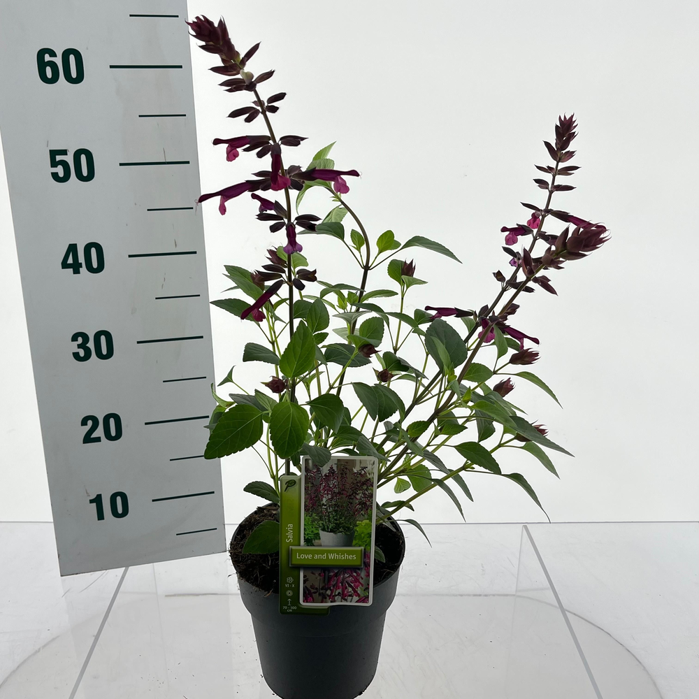 Salvia 'Love and Wishes'.