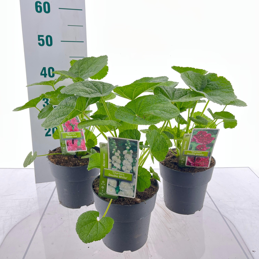 Alcea rosea 'Chater's Double' mix (minimum order o.