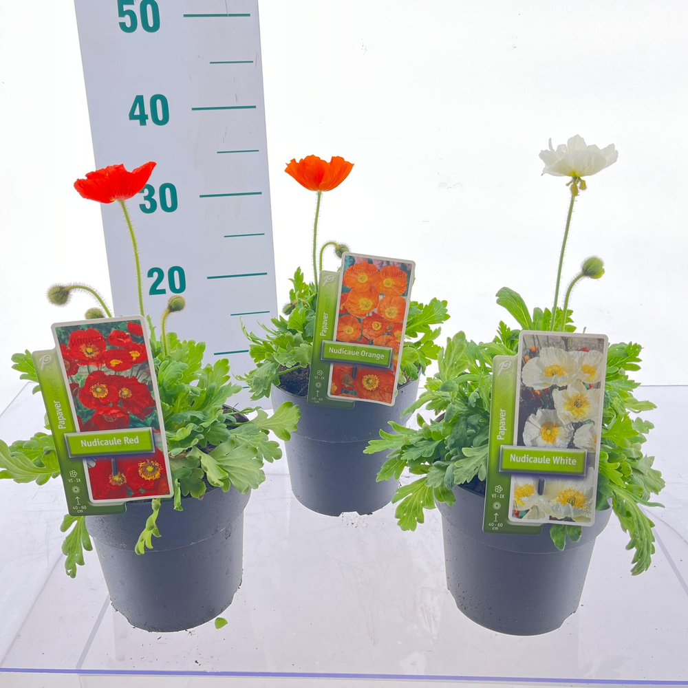 Papaver nudicaule mix (minimum order one layer).