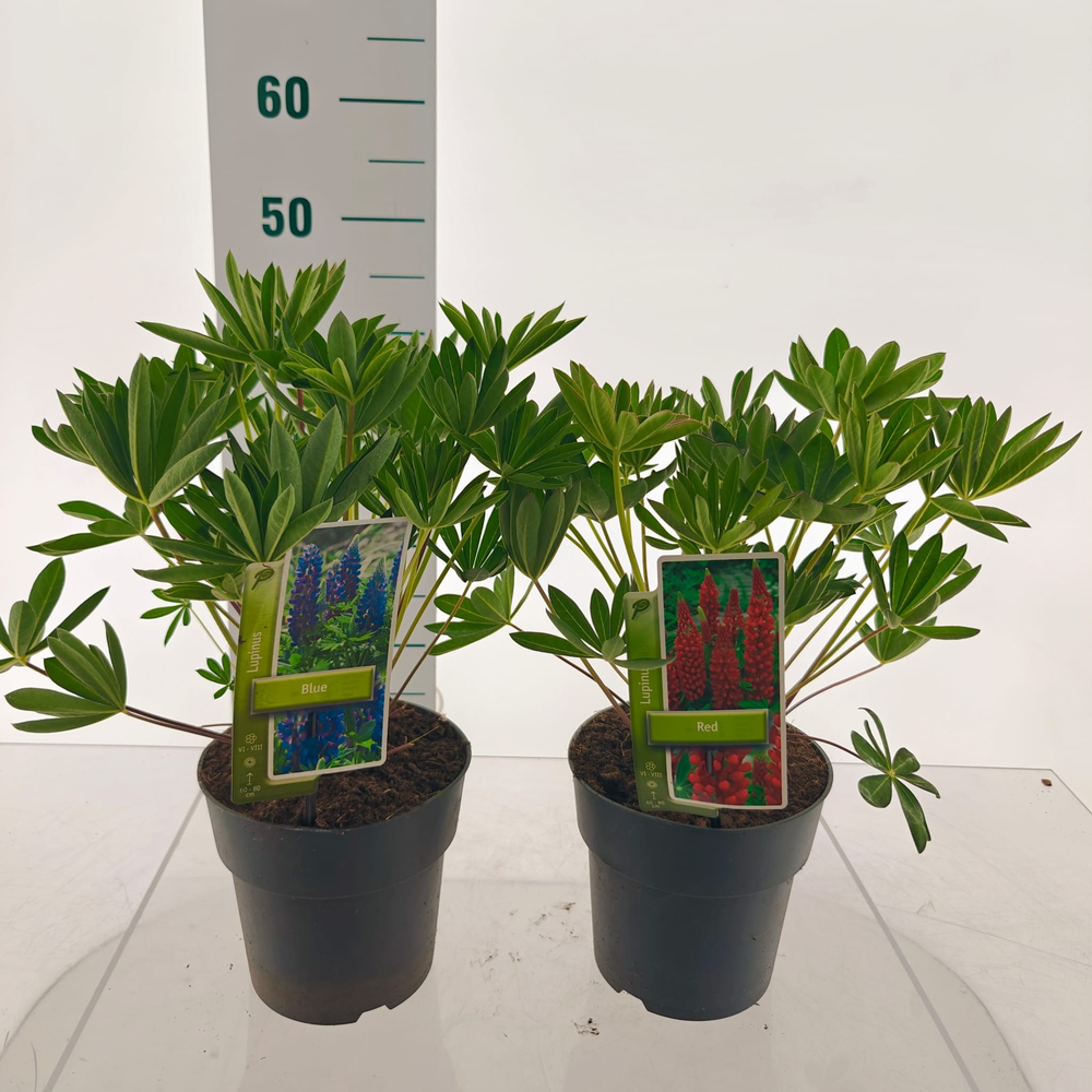 Lupinus Gallery mix.