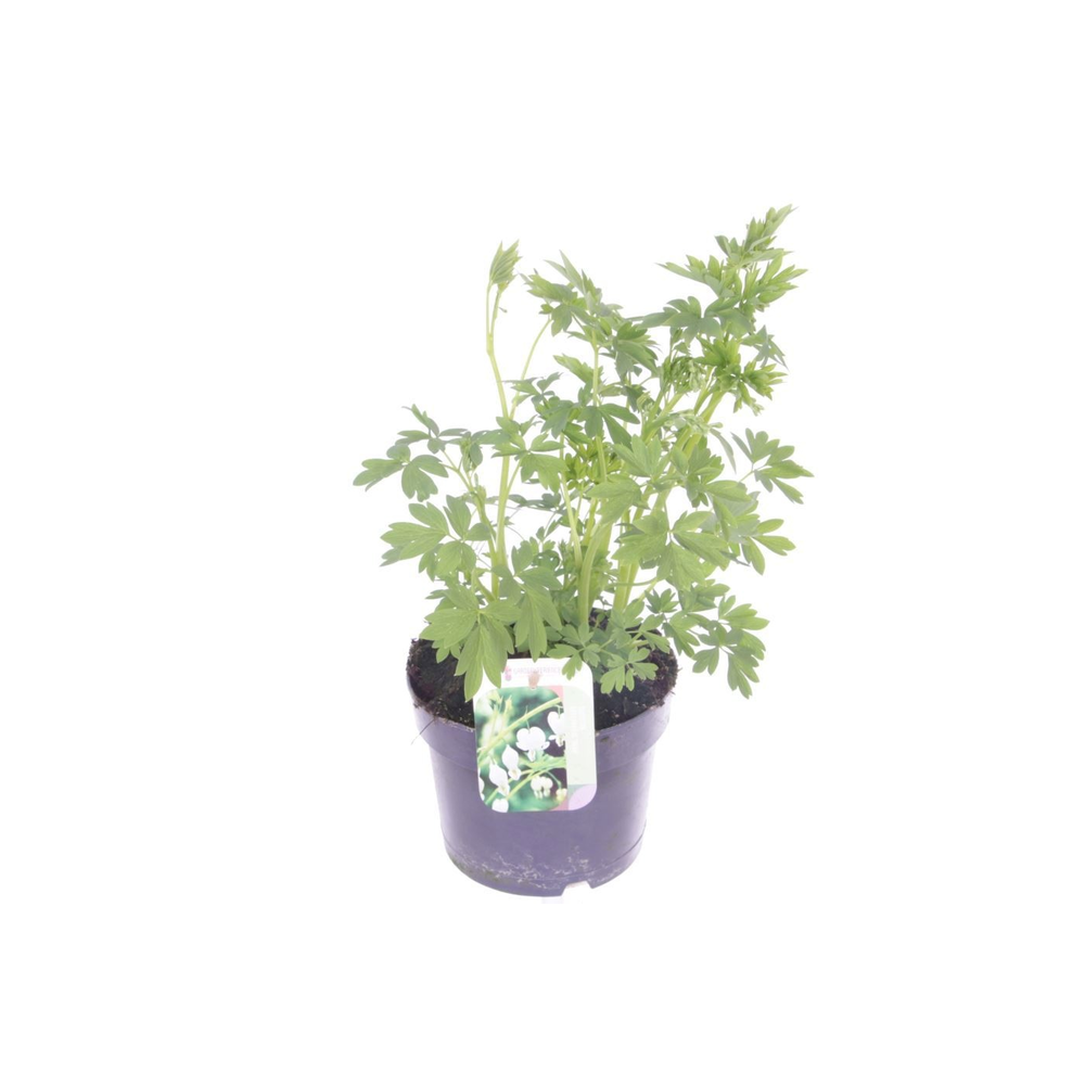 Dicentra spectabilis Alba.