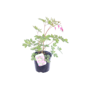 Dicentra spectabilis.