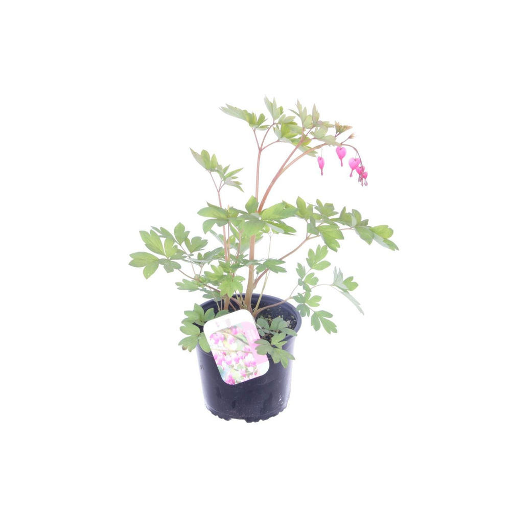 Dicentra spectabilis.