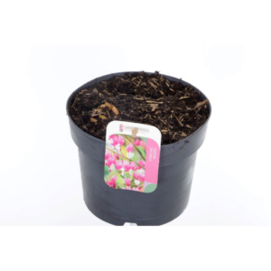 Dicentra spectabilis.