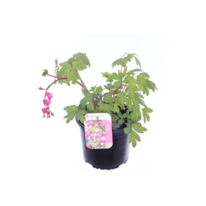 Dicentra spectabilis.