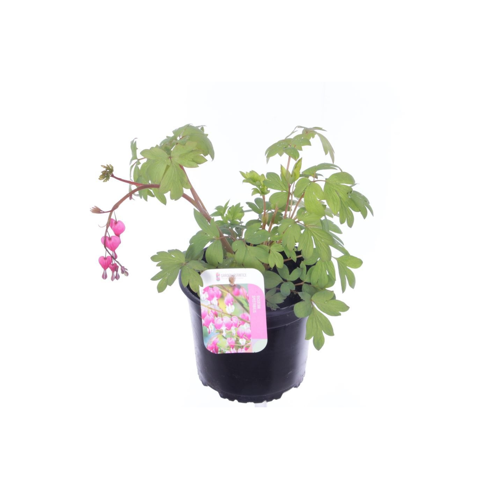 Dicentra spectabilis.