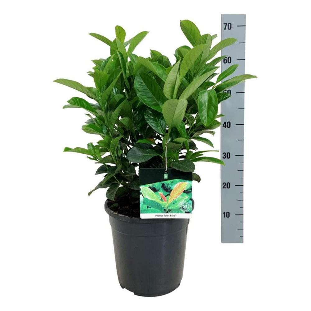 Prunus laur. 'Etna'.