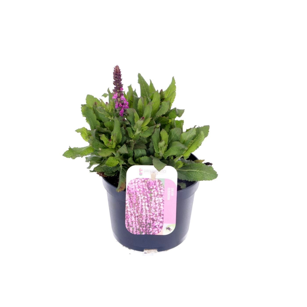 Salvia nemorosa Sensation Rose.