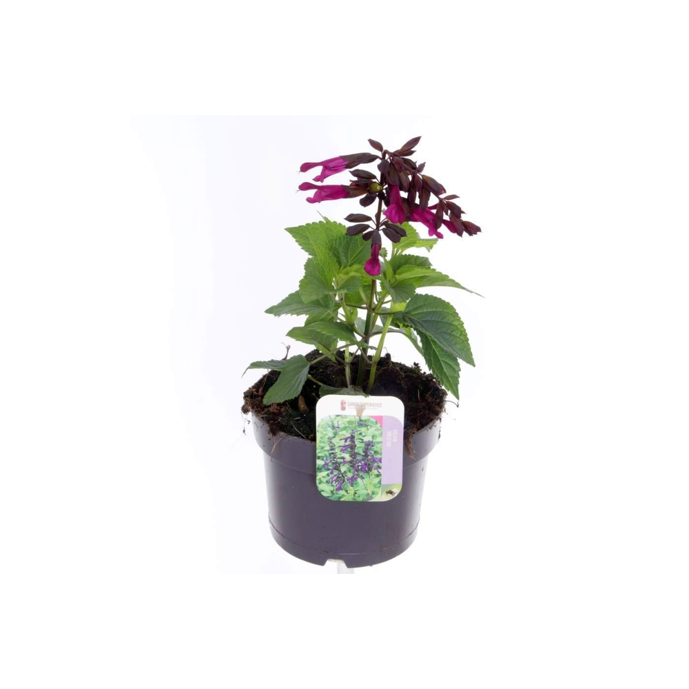 Salvia hybr. amistad.