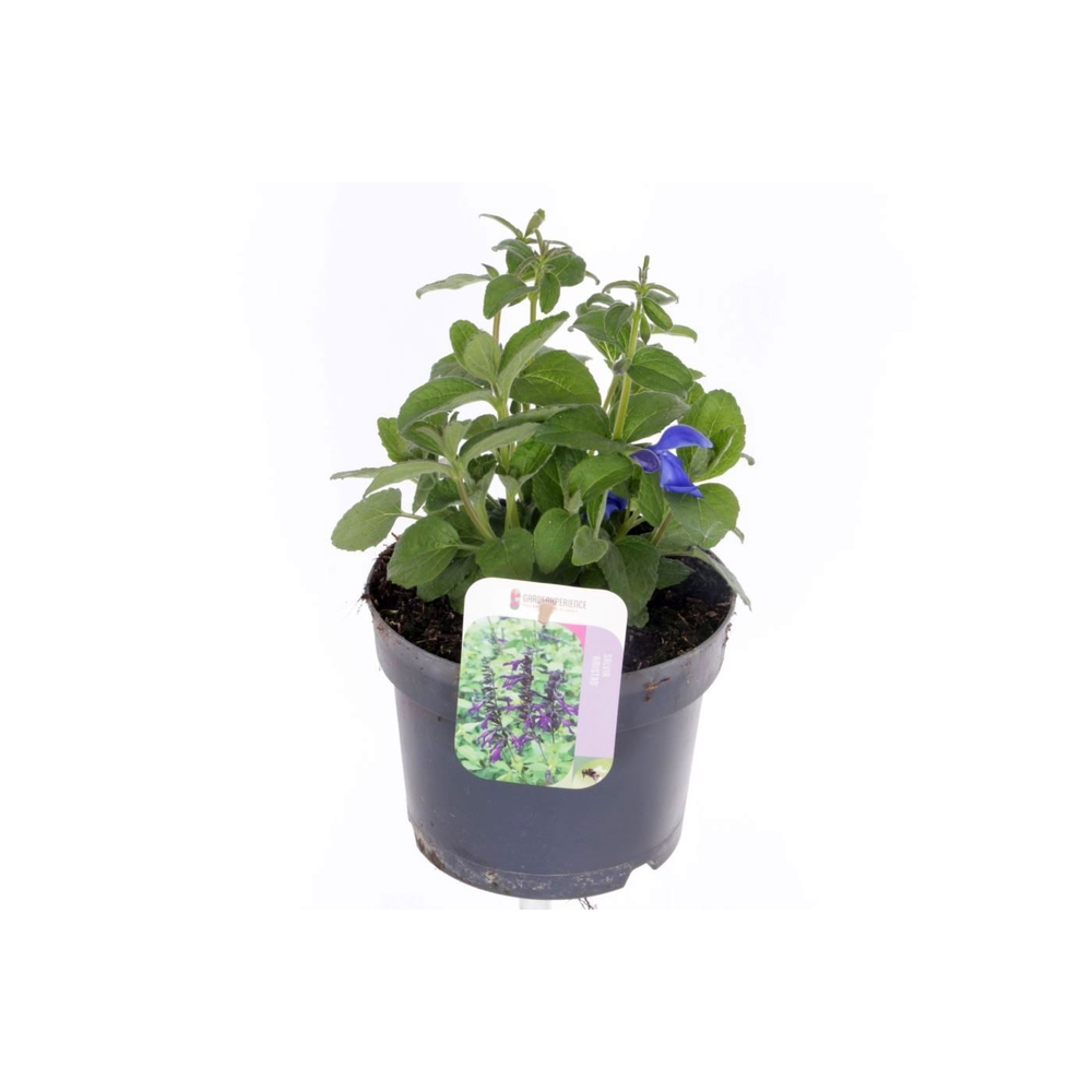 Salvia patens Patio Dark Blue.