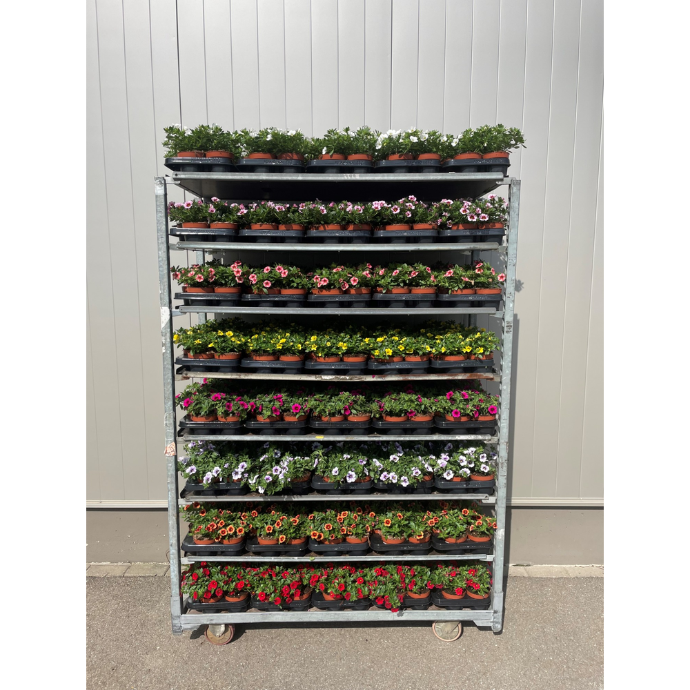 Calibrachoa Mix Trolley.