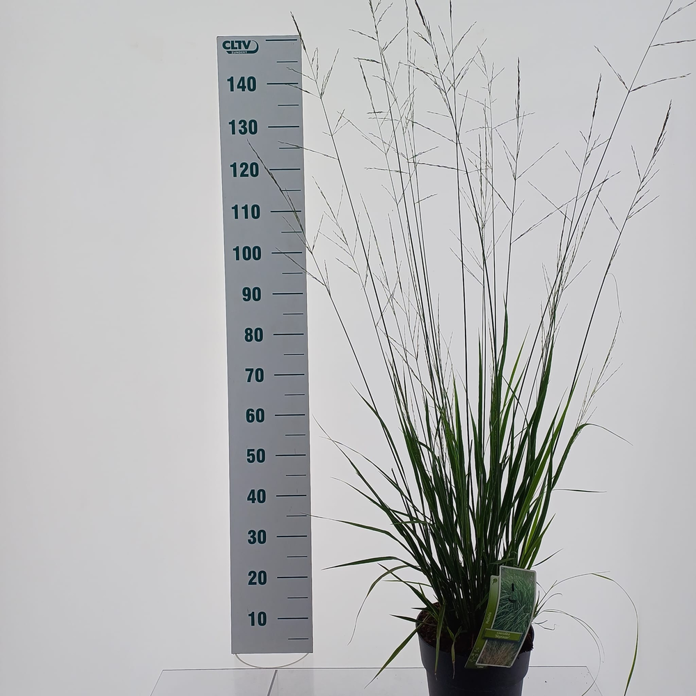 Molinia arundinacea 'Skyracer'.