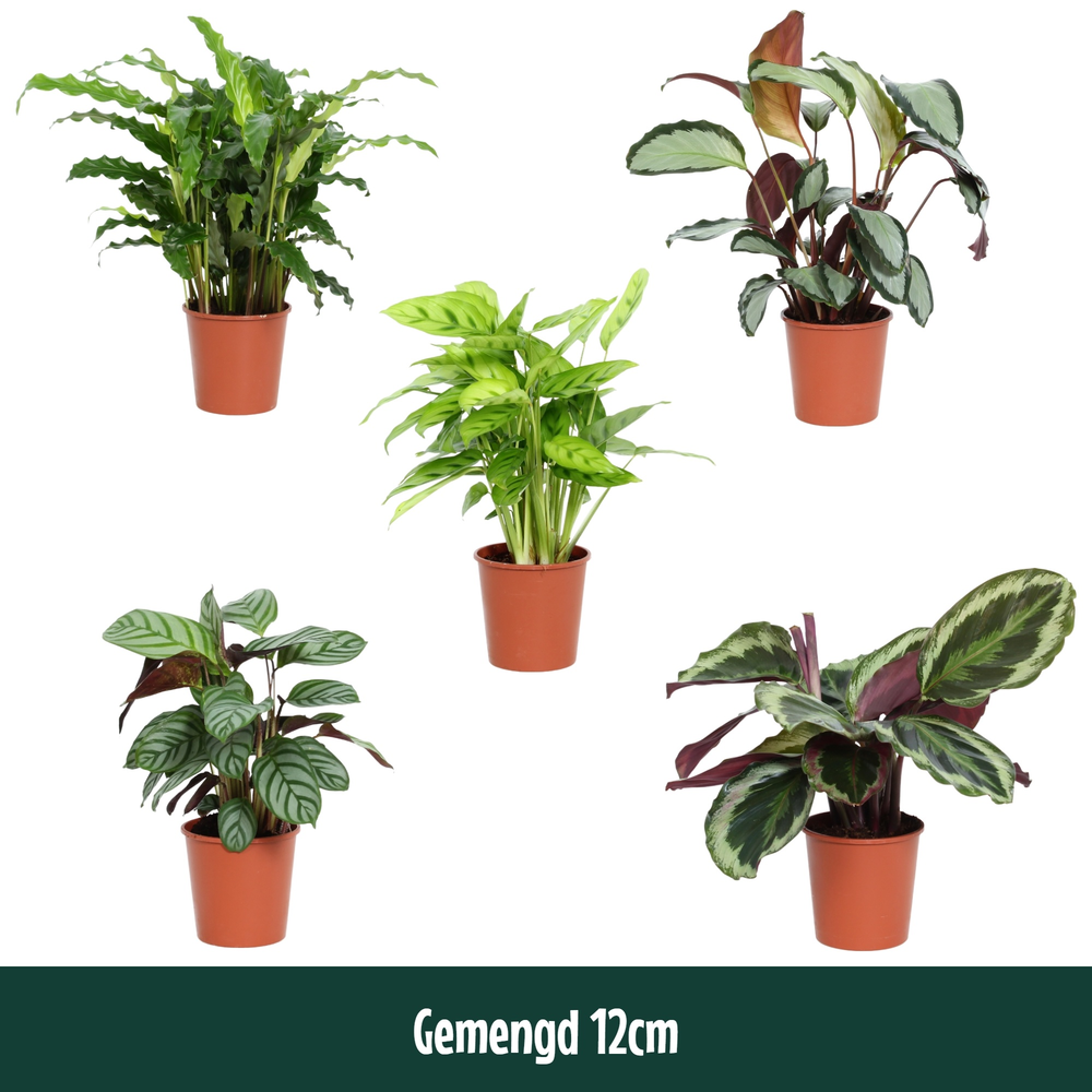 Calathea 12cm gemengd.