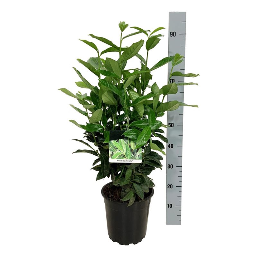Prunus laur. 'Genolia' ®.