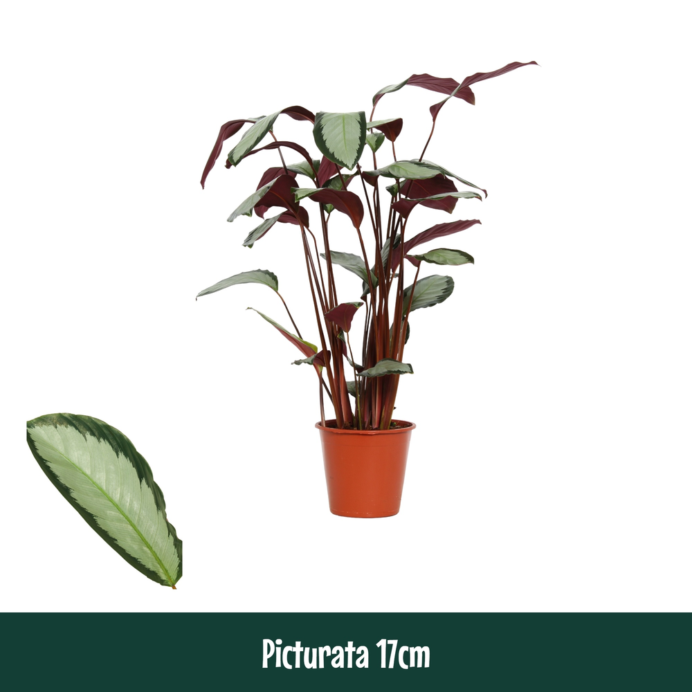 Calathea 17cm Picturata.
