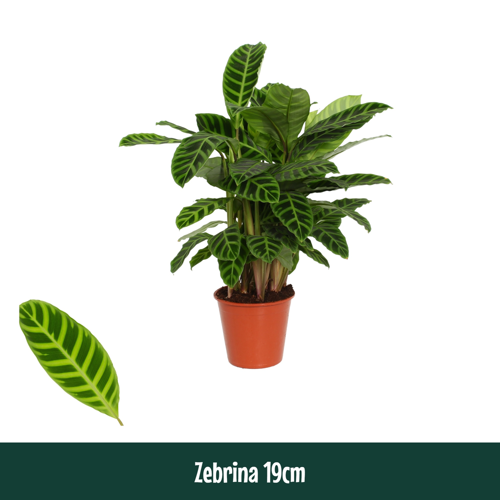 Calathea 19cm Zebrina.