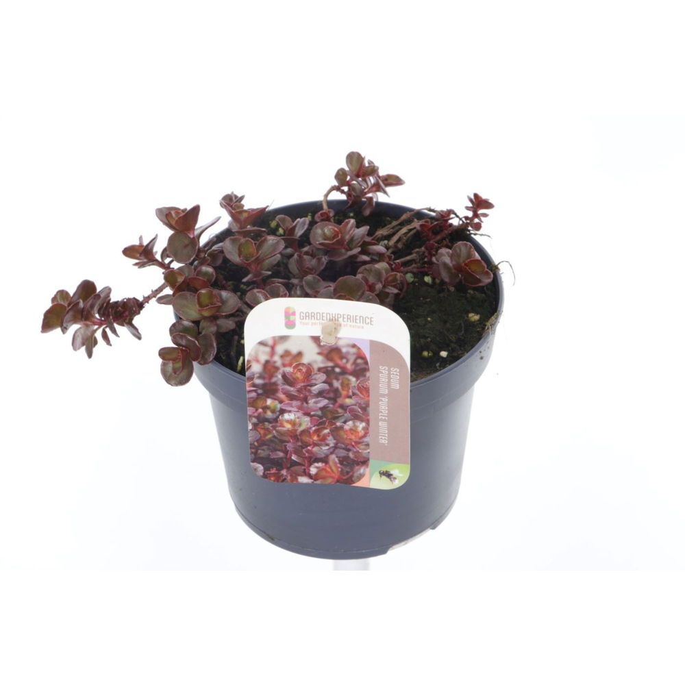 Sedum spurium Purple winter.