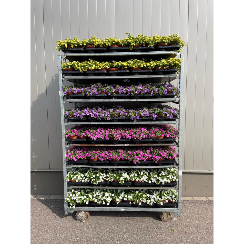 Calibrachoa Rosies Mix Trolley.