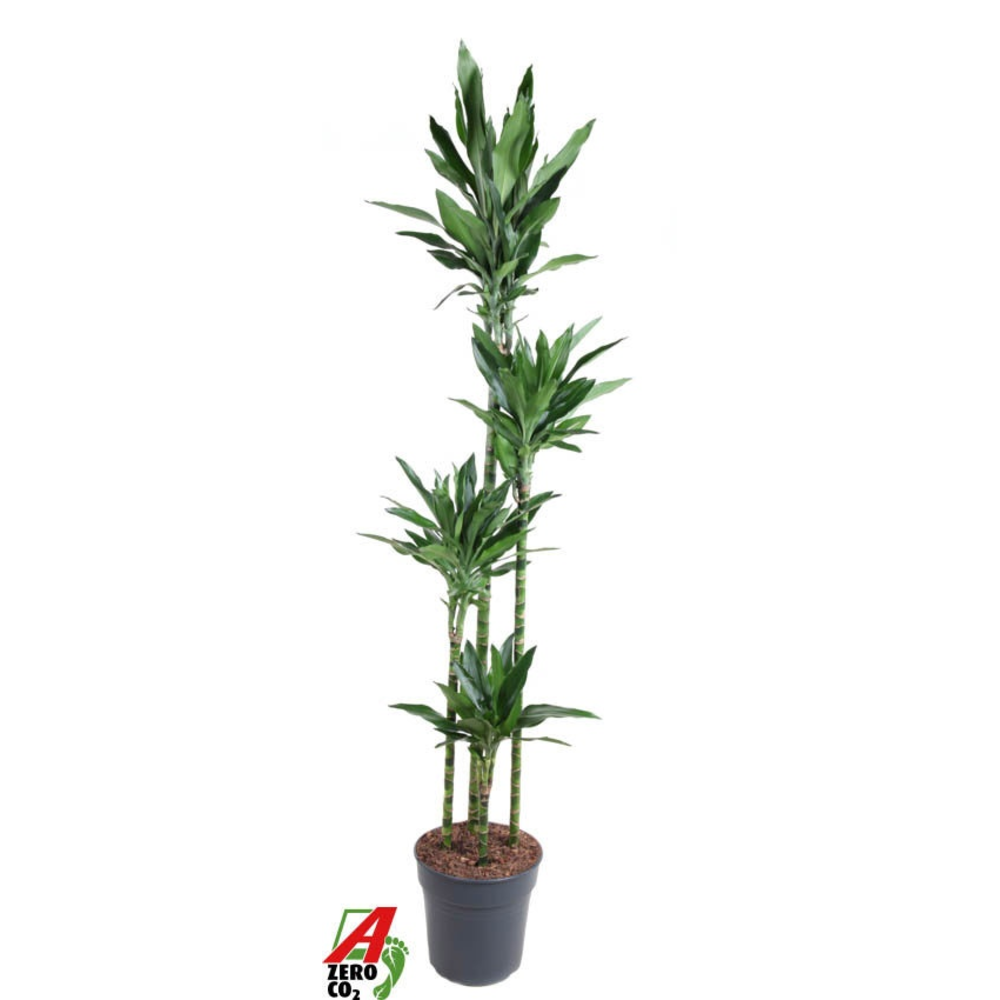 Dracaena Janet Lind 120-90-60-30.