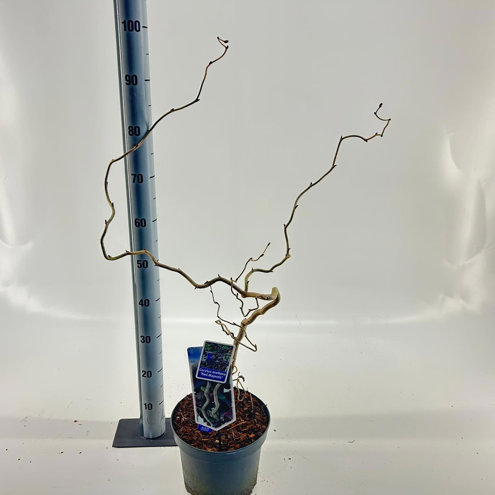Corylus avellana 'Red Majestic' (gestokt).