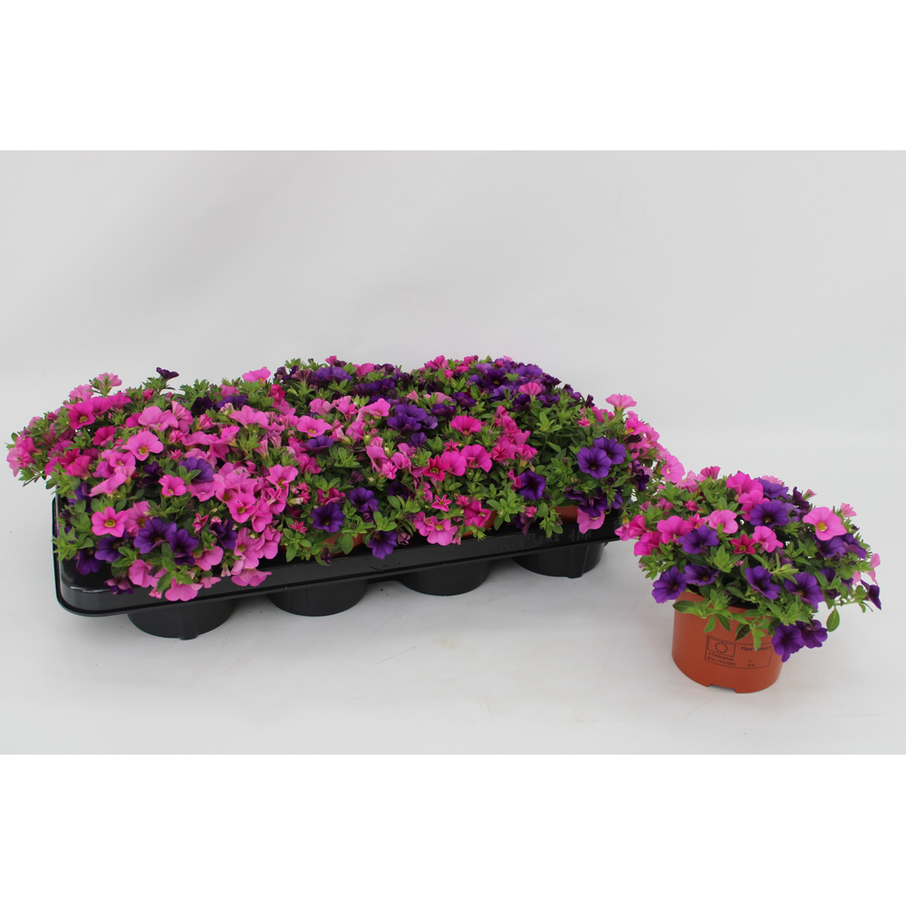 Calibrachoa "Spirit" Tricolor Blue, Pink.