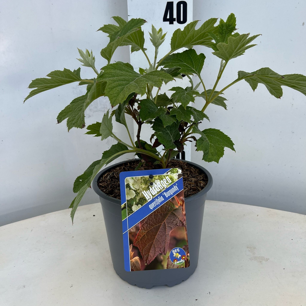 Hydrangea quercifolia 'Burgundy'.