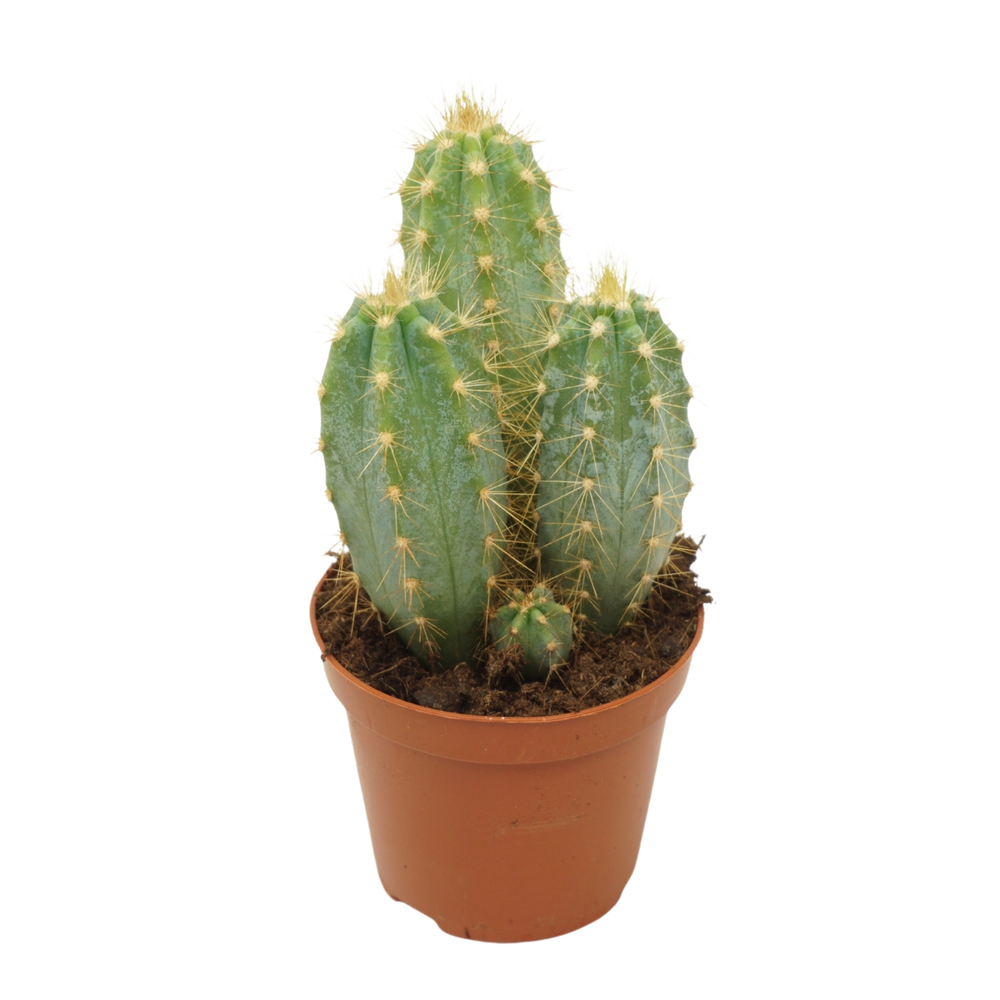 Pilosocereus azureus 8,5 cm.